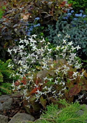 Epimedium star cloud
